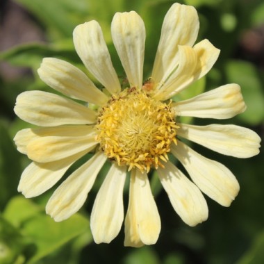 Zinnie Isabellina (Samen)