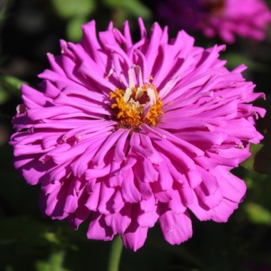 Neu! Zinnie Lilac Empress (Samen)