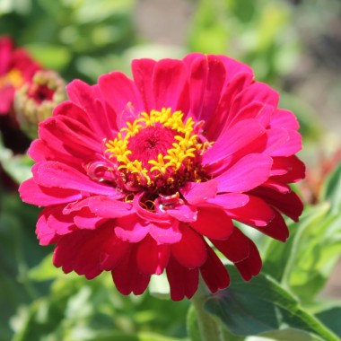 Zinnie Monarch King (Samen)