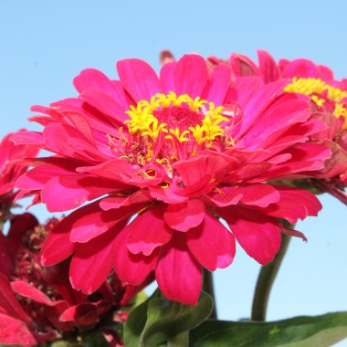 Zinnie Monarch King (Samen)