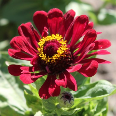Zinnie Monarch King (Samen)