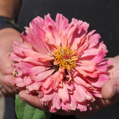 Zinnie Pink Senorita (Samen)