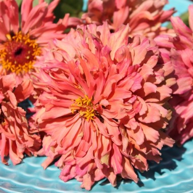 Zinnie Pink Senorita (Samen)