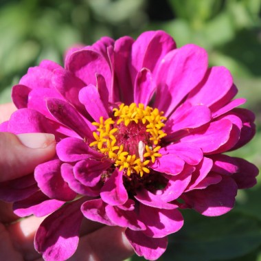 Zinnie Purple Prince (Samen)