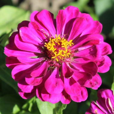 Zinnie Purple Prince (Samen)