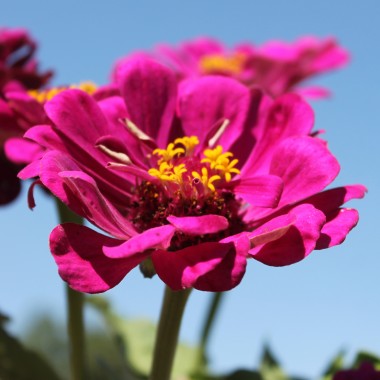 Zinnie Purple Prince (Samen)