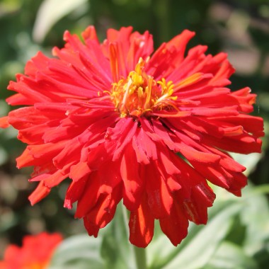 Zinnie Redman Super Cactus (Samen)