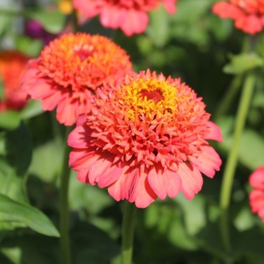Zinnie Scabiosa Mix (Samen)
