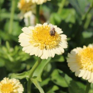 Zinnie Scabiosa Mix (Samen)
