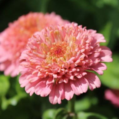 Zinnie Scabiosa Mix (Samen)