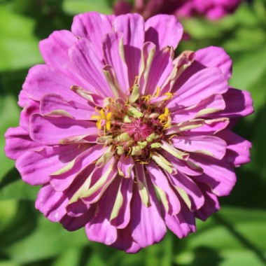 Zinnie Violet Queen (Samen)