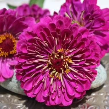 Zinnie Violet Queen (Samen)