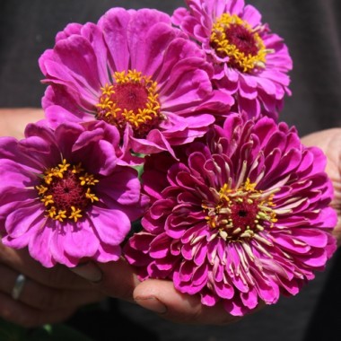 Zinnie Violet Queen (Samen)