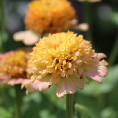 Zinnie Zinderella Peach (Samen)