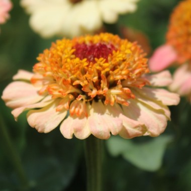 Zinnie Zinderella Peach (Samen)