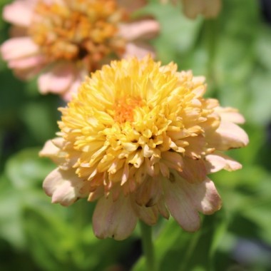Zinnie Zinderella Peach (Samen)