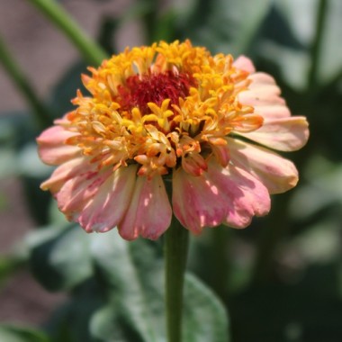 Zinnie Zinderella Peach (Samen)