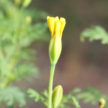 Zitronengewürztagetes (Samen)