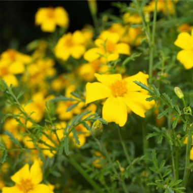Zitronengewürztagetes (Samen)
