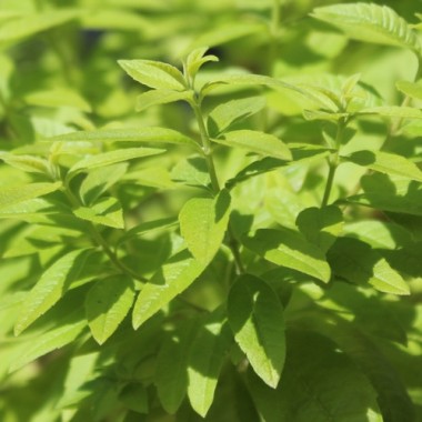 Zitronenverbene Golden (Pflanze)