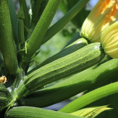 Zucchini Cocozelle di Tripolis (Samen)