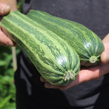 Zucchini Cocozelle di Tripolis (Samen)
