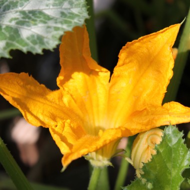 Zucchini Gray (Samen)