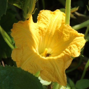 Zucchini Lemon (Samen)