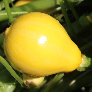 Zucchini Lemon (Samen)