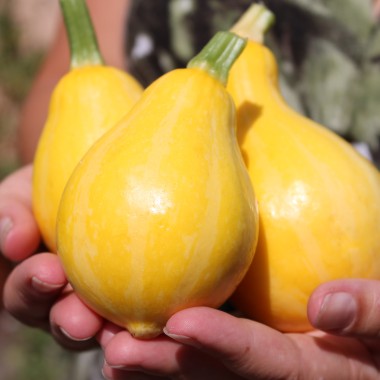 Zucchini Lemon (Samen)
