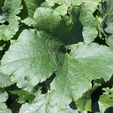 Zucchini Long White Bush (Samen)