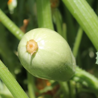 Zucchini Long White Bush (Samen)