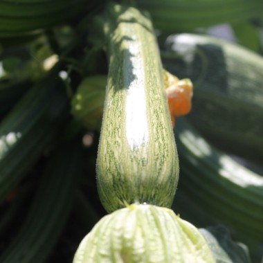 Neu! Zucchini San Pasquale (Samen)