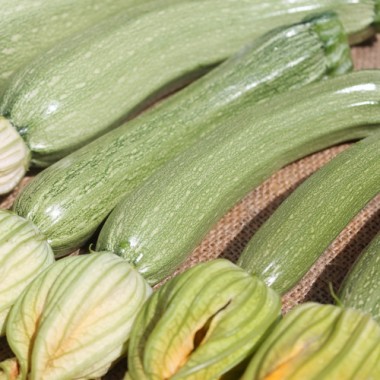 Neu! Zucchini San Pasquale (Samen)