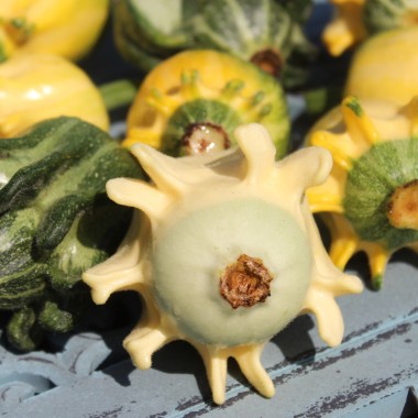 Zucchini Shenot Crown of Thorns (Samen)