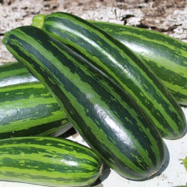 Neu! Zucchini Striato Pugliese (Samen)