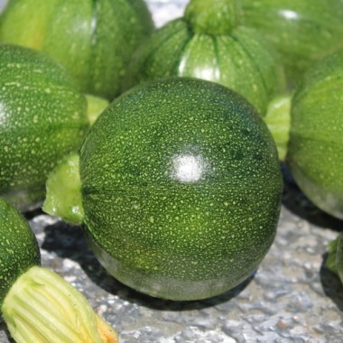 Zucchini Tondo Scurro di Piacenta (Samen)