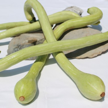 Zucchini Tromboncino d'Albenga (Samen)