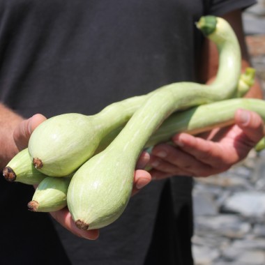 Zucchini Tromboncino d'Albenga (Samen)
