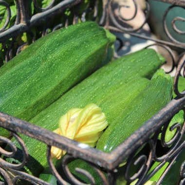 Zucchini Verte Noire Maraichere (Samen)