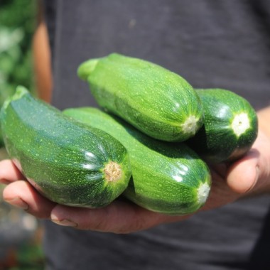 Zucchini Verte Noire Maraichere (Samen)