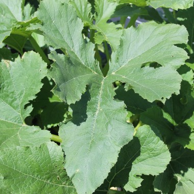 Zucchini Zloty Cepelin (Samen)