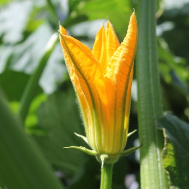 Zucchini Zloty Cepelin (Samen)