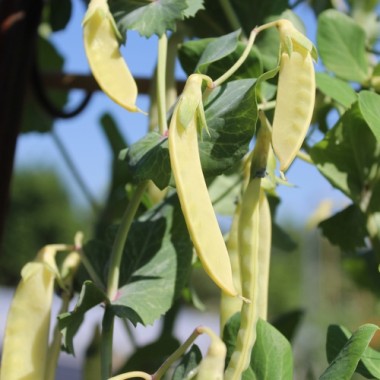 Zuckererbse Golden Sweet (Samen)