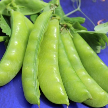 Zuckererbse Oregon Sugar Pod II (Samen)