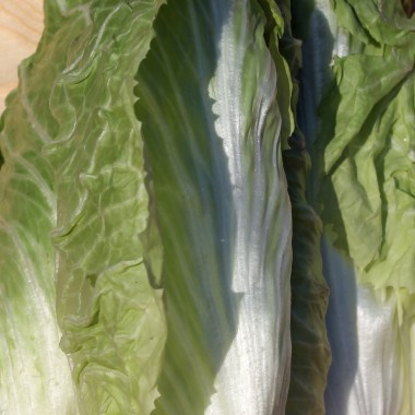 Zuckerhutsalat (Samen)