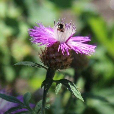 Zweifarbige Flockenblume (Samen)