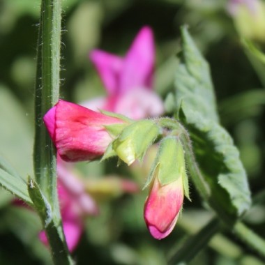 Zwerg-Duftwicke Cupid Cherry (Samen)