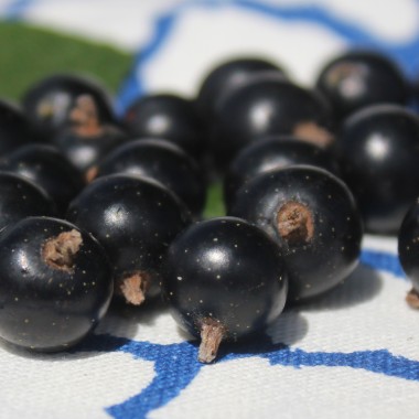 Zwerg-Johannisbeere Little Black Sugar (Pflanze)