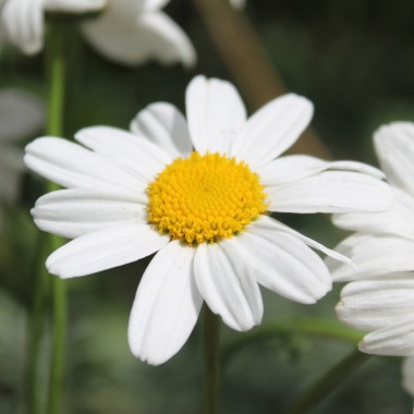 Zwerg-Margerite Silberprinzesschen (Samen)